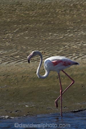 Africa;animal;animals;Atlantic-Coast;avian;bird;bird-watching;birds;eco-tourism;eco_tourism;ecotourism;Fauna;flight;fly;flying;Greater-Flamingo;Greater-Flamingoes;Namibia;Natural;Nature;Ornithology;Phoenicopterus-roseus;Southern-Africa;Walfischbai;Walfischbucht;Walvis-Bay;Walvisbaai;wildlife