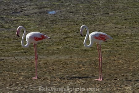 Africa;animal;animals;avian;bird;bird-watching;birds;eco-tourism;eco_tourism;ecotourism;Fauna;flight;fly;flying;Greater-Flamingo;Greater-Flamingoes;Namibia;Natural;Nature;Ornithology;Phoenicopterus-roseus;Southern-Africa;Walfischbai;Walfischbucht;Walvis-Bay;Walvisbaai;wildlife