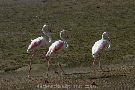 Africa;animal;animals;avian;bird;bird-watching;birds;eco-tourism;eco_tourism;ecotourism;Fauna;flight;fly;flying;Greater-Flamingo;Greater-Flamingoes;Namibia;Natural;Nature;Ornithology;Phoenicopterus-roseus;Southern-Africa;Walfischbai;Walfischbucht;Walvis-Bay;Walvisbaai;wildlife