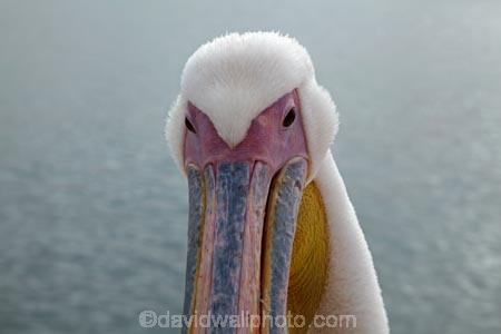 Africa;animal;animals;Atlantic-Coast;avian;bird;bird-watching;birds;Eastern-White-Pelican;eco-tourism;eco_tourism;ecotourism;Fauna;Great-White-Pelican;Mola-Mola;Mola-Mola-Boat-Tours;Mola-Mola-Safaris;Mola-Mola-Tours;Namibia;Natural;Nature;Ornithology;Pelecanus-onocrotalus;Rosy-Pelican;Southern-Africa;Walfischbai;Walfischbucht;Walvis-Bay;Walvis-Bay-Harbour;Walvisbaai;White-Pelican;wildlife