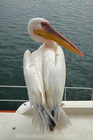 Africa;animal;animals;Atlantic-Coast;Atlantic-Ocean;avian;bird;bird-watching;birds;boat;boat-cruise;boat-cruises;boats;coast;coastal;cruiser;cruisers;Eastern-White-Pelican;eco-tourism;eco_tourism;ecotourism;Fauna;Great-White-Pelican;harbour;harbours;launch;launches;Mola-Mola;Mola-Mola-Boat-Tours;Mola-Mola-Safaris;Mola-Mola-Tours;Namibia;Natural;Nature;Ornithology;Pelecanus-onocrotalus;Rosy-Pelican;Skeleton-Coast;Southern-Africa;tour-boat;tour-boats;tourist-boat;tourist-boats;Walfischbai;Walfischbucht;Walvis-Bay;Walvis-Bay-Harbour;Walvisbaai;White-Pelican;wildlife