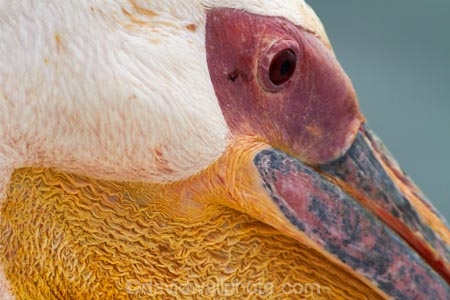 Africa;animal;animals;avian;bird;bird-watching;birds;close-up;close_up;Eastern-White-Pelican;eco-tourism;eco_tourism;ecotourism;eye;Fauna;Great-White-Pelican;Mola-Mola;Mola-Mola-Boat-Tours;Mola-Mola-Safaris;Mola-Mola-Tours;Namibia;Natural;Nature;Ornithology;Pelecanus-onocrotalus;Rosy-Pelican;Southern-Africa;Walfischbai;Walfischbucht;Walvis-Bay;Walvis-Bay-Harbour;Walvisbaai;White-Pelican;wildlife
