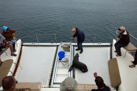 Africa;animal;animals;Arctocephalus-pusillus;Atlantic-Coast;Atlantic-Ocean;boat;boat-cruise;boat-cruises;boats;brown-fur-seal;Cape-Fur-Seal;catamaran;catamarans;children;coast;coastal;cruiser;cruisers;families;family;family-holiday;family-holidays;fur-seal;fur-seals;harbour;harbours;holiday;holidays;launch;launches;mammal;mammals;Mola-Mola;Mola-Mola-Boat-Tours;Mola-Mola-Safaris;Mola-Mola-Tours;Namibia;people;person;seal;seals;Skeleton-Coast;South-African-fur-seal;Southern-Africa;tour-boat;tour-boats;tourism;tourist;tourist-boat;tourist-boats;tourists;Walfischbai;Walfischbucht;Walvis-Bay;Walvis-Bay-Harbour;Walvisbaai;wildlife