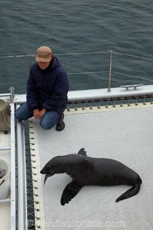 Africa;animal;animals;Arctocephalus-pusillus;Atlantic-Coast;Atlantic-Ocean;boat;boat-cruise;boat-cruises;boats;brown-fur-seal;Cape-Fur-Seal;catamaran;catamarans;coast;coastal;cruiser;cruisers;fur-seal;fur-seals;harbour;harbours;launch;launches;mammal;mammals;Mola-Mola;Mola-Mola-Boat-Tours;Mola-Mola-Safaris;Mola-Mola-Tours;Namibia;seal;seals;Skeleton-Coast;South-African-fur-seal;Southern-Africa;tour-boat;tour-boats;tourist-boat;tourist-boats;Walfischbai;Walfischbucht;Walvis-Bay;Walvis-Bay-Harbour;Walvisbaai;wildlife