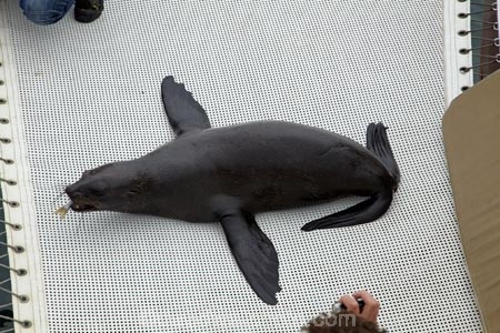 Africa;animal;animals;Arctocephalus-pusillus;Atlantic-Coast;boat;boat-cruise;boat-cruises;boats;brown-fur-seal;Cape-Fur-Seal;catamaran;catamarans;coast;coastal;cruiser;cruisers;fur-seal;fur-seals;harbour;harbours;launch;launches;mammal;mammals;Mola-Mola;Mola-Mola-Boat-Tours;Mola-Mola-Safaris;Mola-Mola-Tours;Namibia;seal;seals;South-African-fur-seal;Southern-Africa;tour-boat;tour-boats;tourist-boat;tourist-boats;Walfischbai;Walfischbucht;Walvis-Bay;Walvis-Bay-Harbour;Walvisbaai;wildlife