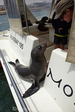 Africa;animal;animals;Arctocephalus-pusillus;Atlantic-Coast;boat;boat-cruise;boat-cruises;boats;brown-fur-seal;Cape-Fur-Seal;catamaran;catamarans;children;coast;coastal;cruiser;cruisers;families;family;family-holiday;family-holidays;fur-seal;fur-seals;harbour;harbours;holiday;holidays;launch;launches;mammal;mammals;Mola-Mola;Mola-Mola-Boat-Tours;Mola-Mola-Safaris;Mola-Mola-Tours;Namibia;people;person;seal;seals;South-African-fur-seal;Southern-Africa;tour-boat;tour-boats;tourism;tourist;tourist-boat;tourist-boats;tourists;Walfischbai;Walfischbucht;Walvis-Bay;Walvis-Bay-Harbour;Walvisbaai;wildlife