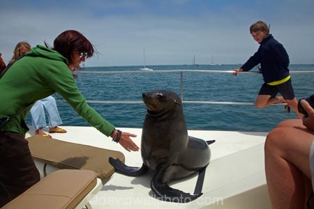 Africa;animal;animals;Arctocephalus-pusillus;Atlantic-Coast;Atlantic-Ocean;boat;boat-cruise;boat-cruises;boats;brown-fur-seal;Cape-Fur-Seal;catamaran;catamarans;children;coast;coastal;cruiser;cruisers;families;family;family-holiday;family-holidays;fur-seal;fur-seals;harbour;harbours;holiday;holidays;launch;launches;mammal;mammals;Mola-Mola;Mola-Mola-Boat-Tours;Mola-Mola-Safaris;Mola-Mola-Tours;Namibia;people;person;seal;seals;Skeleton-Coast;South-African-fur-seal;Southern-Africa;tour-boat;tour-boats;tourism;tourist;tourist-boat;tourist-boats;tourists;Walfischbai;Walfischbucht;Walvis-Bay;Walvis-Bay-Harbour;Walvisbaai;wildlife