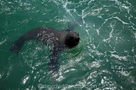 Africa;animal;animals;Arctocephalus-pusillus;Atlantic-Coast;Atlantic-Ocean;boat-cruise;boat-cruises;brown-fur-seal;Cape-Fur-Seal;fur-seal;fur-seals;mammal;mammals;Mola-Mola;Mola-Mola-Boat-Tours;Mola-Mola-Safaris;Mola-Mola-Tours;Namibia;seal;seals;Skeleton-Coast;South-African-fur-seal;Southern-Africa;Walfischbai;Walfischbucht;Walvis-Bay;Walvis-Bay-Harbour;Walvisbaai;wildlife