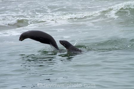 Africa;animal;animals;Arctocephalus-pusillus;Atlantic-Coast;Atlantic-Ocean;boat-cruise;boat-cruises;brown-fur-seal;Cape-Fur-Seal;colonies;colony;fur-seal;fur-seals;mammal;mammals;Mola-Mola;Mola-Mola-Boat-Tours;Mola-Mola-Safaris;Mola-Mola-Tours;Namibia;seal;seal-colonies;seal-colony;seals;Skeleton-Coast;South-African-fur-seal;Southern-Africa;Walfischbai;Walfischbucht;Walvis-Bay;Walvis-Bay-Harbour;Walvisbaai;wildlife