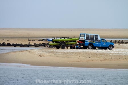 Africa;animal;animals;Arctocephalus-pusillus;Atlantic-Coast;Atlantic-Ocean;beach;beaches;boat-cruise;boat-cruises;brown-fur-seal;Cape-Fur-Seal;colonies;colony;Eco-Marine-Kayak-tours;fur-seal;fur-seals;kayak-tours;mammal;mammals;Mola-Mola;Mola-Mola-Boat-Tours;Mola-Mola-Safaris;Mola-Mola-Tours;Namibia;Pelican-Point;sandy;sea-kayaks;seal;seal-colonies;seal-colony;seals;Skeleton-Coast;South-African-fur-seal;South-West-Africa;Southern-Africa;Walfischbai;Walfischbucht;Walvis-Bay;Walvis-Bay-Harbour;Walvisbaai;wildlife