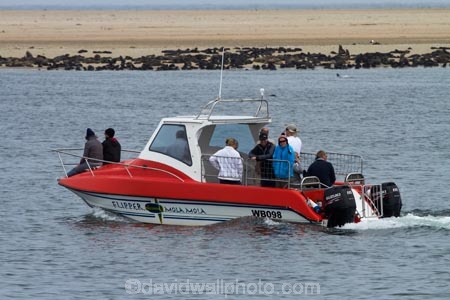 Africa;animal;animals;Arctocephalus-pusillus;Atlantic-Coast;Atlantic-Ocean;beach;beaches;boat;boat-cruise;boat-cruises;boats;brown-fur-seal;Cape-Fur-Seal;children;coast;coastal;cruiser;cruisers;families;family;family-holiday;family-holidays;fur-seal;fur-seals;harbour;harbours;holiday;holidays;launch;launches;mammal;mammals;Mola-Mola;Mola-Mola-Boat-Tours;Mola-Mola-Safaris;Mola-Mola-Tours;Namibia;Pelican-Point;people;person;sandy;seal;seals;Skeleton-Coast;South-African-fur-seal;Southern-Africa;tour-boat;tour-boats;tourism;tourist;tourist-boat;tourist-boats;tourists;Walfischbai;Walfischbucht;Walvis-Bay;Walvis-Bay-Harbour;Walvisbaai;wildlife