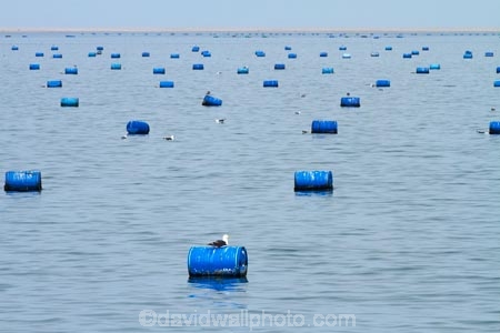 Africa;aqua-culture;aqua-farm;aqua-farming;aqua-farms;aqua_culture;aqua_farm;aqua_farming;aqua_farms;aquaculture;aquafarm;aquafarming;aquafarms;Atlantic-Coast;Atlantic-Ocean;boat-cruise;boat-cruises;coast;coastal;coastline;coastlines;coasts;marine-farm;marine-farming;marine-farms;Mola-Mola;Mola-Mola-Boat-Tours;Mola-Mola-Safaris;Mola-Mola-Tours;Namibia;ocean;oyster-farm;oyster-farms;sea;Skeleton-Coast;Southern-Africa;Walfischbai;Walfischbucht;Walvis-Bay;Walvis-Bay-Harbour;Walvisbaai;water