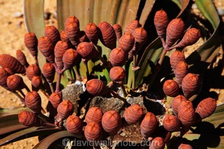 Africa;cone;cones;Damaraland;female;female-Welwitschia;female-Welwitschia-mirabilis;female-Welwitschia-plant;Kunene-District;Kunene-Region;monotypic-gymnosperm-genus;Namibia;Petrified-Forest;plant;plants;Southern-Africa;unusual-plant;unusual-plants;Welwitschia;Welwitschia-mirabilis.;Welwitschia-plant;Welwitschia-plants