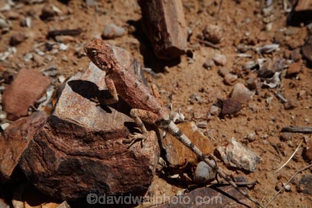 Africa;Agama-aculeata;Agamas;animal;animals;camouflage;camouflaged;Damaraland;fossil;fossilised-trunks;fossilised-wood;fossilized-wood;fossils;Ground-Agama;Ground-Agamas;Kunene-District;Kunene-Region;lizard;lizards;Namibia;permineralization.;petrification;Petrified-Forest;petrified-tree;petrified-trees;petrified-wood;reptile;reptiles;silicification;Southern-Africa;tree-trunk;tree-trunks;wild;wildlife;wooden-opal