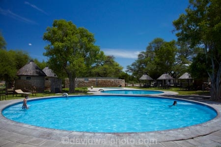 Africa;Etosha-N.P.;Etosha-National-Park;Etosha-NP;game-park;game-parks;game-reserve;game-reserves;Namibia;national-park;national-parks;Okaukuejo;Okaukuejo-Camp;Okaukuejo-Rest-Camp;people;person;pool;pools;Southern-Africa;swim;swimmer;swimmers;swimming-pool;swimming-pools;wildlife-park;wildlife-parks;wildlife-reserve;wildlife-reserves