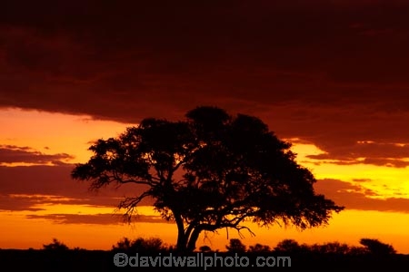 Africa;dusk;Etosha-N.P.;Etosha-National-Park;Etosha-NP;evening;game-park;game-parks;game-reserve;game-reserves;Namibia;national-park;national-parks;night;night_time;nightfall;Okaukuejo;Okaukuejo-Camp;Okaukuejo-Rest-Camp;orange;silhouette;silhouettes;skies;sky;Southern-Africa;sunset;sunsets;tree;trees;twilight;wildlife-park;wildlife-parks;wildlife-reserve;wildlife-reserves
