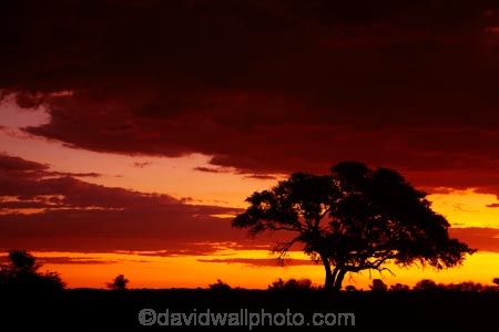 Africa;dusk;Etosha-N.P.;Etosha-National-Park;Etosha-NP;evening;game-park;game-parks;game-reserve;game-reserves;Namibia;national-park;national-parks;night;night_time;nightfall;Okaukuejo;Okaukuejo-Camp;Okaukuejo-Rest-Camp;orange;silhouette;silhouettes;skies;sky;Southern-Africa;sunset;sunsets;tree;trees;twilight;wildlife-park;wildlife-parks;wildlife-reserve;wildlife-reserves