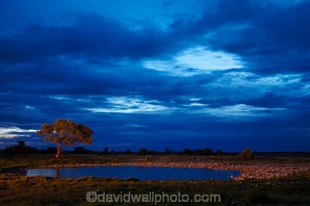 Africa;cloud;clouds;cloudy;dusk;Etosha-N.P.;Etosha-National-Park;Etosha-NP;evening;game-park;game-parks;game-reserve;game-reserves;Namibia;national-park;national-parks;night;night_time;nightfall;Okaukuejo;Okaukuejo-Camp;Okaukuejo-Rest-Camp;Okaukuejo-waterhole;Southern-Africa;sunset;sunsets;twilight;waterhole;waterholes;wildlife-park;wildlife-parks;wildlife-reserve;wildlife-reserves