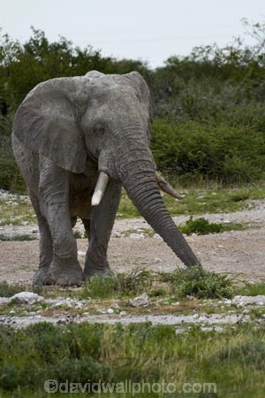 Africa;African-bush-elephant;African-bush-elephants;African-elephant;African-elephants;animal;animals;elephant;elephants;Etosha-N.P.;Etosha-National-Park;Etosha-NP;game-park;game-parks;game-reserve;game-reserves;Loxodonta-africana;mammal;mammals;Namibia;national-park;national-parks;pachyderm;pachyderms;Southern-Africa;wildlife;wildlife-park;wildlife-parks;wildlife-reserve;wildlife-reserves