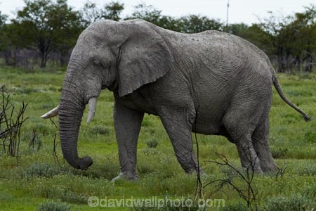 Africa;African-bush-elephant;African-bush-elephants;African-elephant;African-elephants;animal;animals;elephant;elephants;Etosha-N.P.;Etosha-National-Park;Etosha-NP;game-park;game-parks;game-reserve;game-reserves;Loxodonta-africana;mammal;mammals;Namibia;national-park;national-parks;pachyderm;pachyderms;Southern-Africa;wildlife;wildlife-park;wildlife-parks;wildlife-reserve;wildlife-reserves