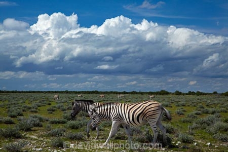 Africa;animal;animals;Burchells-zebra;cloud;clouds;cloudy;Equus-quagga;Equus-quagga-burchellii;Etosha-N.P.;Etosha-National-Park;Etosha-NP;game-park;game-parks;game-reserve;game-reserves;mammal;mammals;Namibia;national-park;national-parks;Plains-zebra;skies;sky;Southern-Africa;Steppenzebra;wildlife;wildlife-park;wildlife-parks;wildlife-reserve;wildlife-reserves;Zebra;zerbras