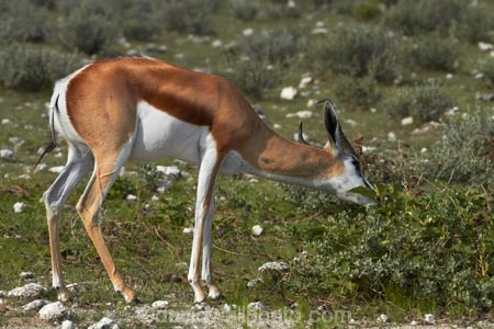 Africa;animal;animals;antelope;antelopes;Antidorcas-marsupialis;Etosha-N.P.;Etosha-National-Park;Etosha-NP;game-park;game-parks;game-reserve;game-reserves;mammal;mammals;Namibia;national-park;national-parks;Southern-Africa;springbok;springboks;wildlife;wildlife-park;wildlife-parks;wildlife-reserve;wildlife-reserves