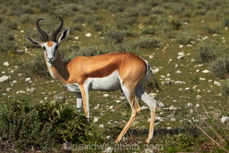 Africa;animal;animals;antelope;antelopes;Antidorcas-marsupialis;Etosha-N.P.;Etosha-National-Park;Etosha-NP;game-park;game-parks;game-reserve;game-reserves;mammal;mammals;Namibia;national-park;national-parks;Southern-Africa;springbok;springboks;wildlife;wildlife-park;wildlife-parks;wildlife-reserve;wildlife-reserves