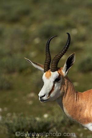 Africa;animal;animals;antelope;antelopes;Antidorcas-marsupialis;Etosha-N.P.;Etosha-National-Park;Etosha-NP;game-park;game-parks;game-reserve;game-reserves;mammal;mammals;Namibia;national-park;national-parks;Southern-Africa;springbok;springboks;wildlife;wildlife-park;wildlife-parks;wildlife-reserve;wildlife-reserves