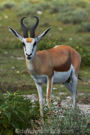 Africa;animal;animals;antelope;antelopes;Antidorcas-marsupialis;Etosha-N.P.;Etosha-National-Park;Etosha-NP;game-park;game-parks;game-reserve;game-reserves;mammal;mammals;Namibia;national-park;national-parks;Southern-Africa;springbok;springboks;wildlife;wildlife-park;wildlife-parks;wildlife-reserve;wildlife-reserves