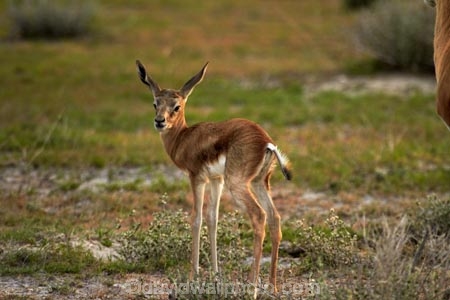 Africa;animal;animals;antelope;antelopes;Antidorcas-marsupialis;babies;baby;baby-springbok;calf;Etosha-N.P.;Etosha-National-Park;Etosha-NP;fawn;fawns;game-park;game-parks;game-reserve;game-reserves;kid;kids;lamb;lambs;mammal;mammals;Namibia;national-park;national-parks;Southern-Africa;springbok;springboks;wildlife;wildlife-park;wildlife-parks;wildlife-reserve;wildlife-reserves;young