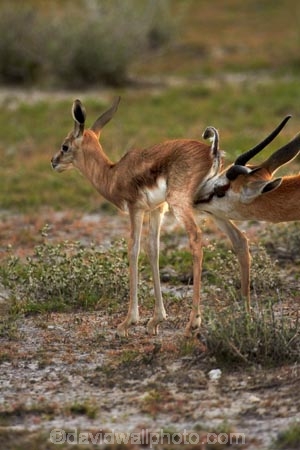 Africa;animal;animals;antelope;antelopes;Antidorcas-marsupialis;babies;baby;baby-springbok;calf;Etosha-N.P.;Etosha-National-Park;Etosha-NP;fawn;fawns;game-park;game-parks;game-reserve;game-reserves;kid;kids;lamb;lambs;mammal;mammals;Namibia;national-park;national-parks;Southern-Africa;springbok;springboks;wildlife;wildlife-park;wildlife-parks;wildlife-reserve;wildlife-reserves;young