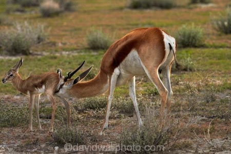Africa;animal;animals;antelope;antelopes;Antidorcas-marsupialis;babies;baby;baby-springbok;calf;Etosha-N.P.;Etosha-National-Park;Etosha-NP;fawn;fawns;game-park;game-parks;game-reserve;game-reserves;kid;kids;lamb;lambs;mammal;mammals;Namibia;national-park;national-parks;Southern-Africa;springbok;springboks;wildlife;wildlife-park;wildlife-parks;wildlife-reserve;wildlife-reserves;young