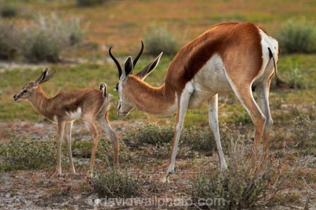 Africa;animal;animals;antelope;antelopes;Antidorcas-marsupialis;babies;baby;baby-springbok;calf;Etosha-N.P.;Etosha-National-Park;Etosha-NP;fawn;fawns;game-park;game-parks;game-reserve;game-reserves;kid;kids;lamb;lambs;mammal;mammals;Namibia;national-park;national-parks;Southern-Africa;springbok;springboks;wildlife;wildlife-park;wildlife-parks;wildlife-reserve;wildlife-reserves;young