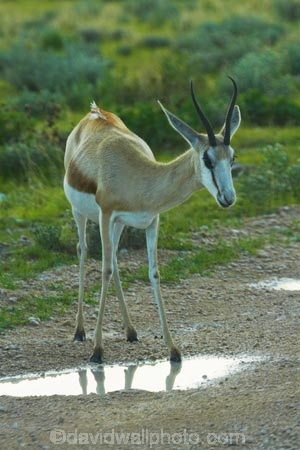 Africa;animal;animals;antelope;antelopes;Antidorcas-marsupialis;Etosha-N.P.;Etosha-National-Park;Etosha-NP;game-park;game-parks;game-reserve;game-reserves;mammal;mammals;Namibia;national-park;national-parks;Southern-Africa;springbok;springboks;wildlife;wildlife-park;wildlife-parks;wildlife-reserve;wildlife-reserves