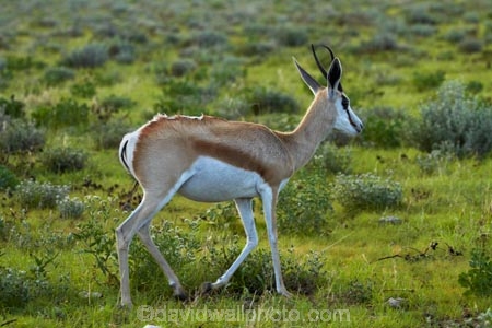 Africa;animal;animals;antelope;antelopes;Antidorcas-marsupialis;Etosha-N.P.;Etosha-National-Park;Etosha-NP;game-park;game-parks;game-reserve;game-reserves;mammal;mammals;Namibia;national-park;national-parks;Southern-Africa;springbok;springboks;wildlife;wildlife-park;wildlife-parks;wildlife-reserve;wildlife-reserves