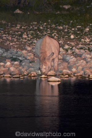 Africa;animal;animals;black-rhinoceros;calm;Diceros-bicornis;drink;drinking;dusk;Etosha-N.P.;Etosha-National-Park;Etosha-NP;evening;floodlighting;floodlit;game-park;game-parks;game-reserve;game-reserves;hook-lipped-rhinoceros;hook_lipped-rhinoceros;mammal;mammals;Namibia;national-park;national-parks;night;night_time;nightfall;Okaukuejo;Okaukuejo-waterhole;placid;quiet;reflected;reflection;reflections;rhino;rhinoceros;rhinoceroses;rhinocerotes;rhinos;serene;smooth;Southern-Africa;still;tranquil;twilight;water;waterhole;waterholes;wildlife;wildlife-park;wildlife-parks;wildlife-reserve;wildlife-reserves