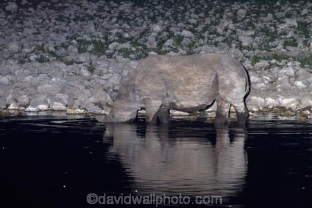 Africa;animal;animals;black-rhinoceros;calm;Diceros-bicornis;drink;drinking;dusk;Etosha-N.P.;Etosha-National-Park;Etosha-NP;evening;floodlighting;floodlit;game-park;game-parks;game-reserve;game-reserves;hook-lipped-rhinoceros;hook_lipped-rhinoceros;mammal;mammals;Namibia;national-park;national-parks;night;night_time;nightfall;Okaukuejo;Okaukuejo-waterhole;placid;quiet;reflected;reflection;reflections;rhino;rhinoceros;rhinoceroses;rhinocerotes;rhinos;serene;smooth;Southern-Africa;still;tranquil;twilight;water;waterhole;waterholes;wildlife;wildlife-park;wildlife-parks;wildlife-reserve;wildlife-reserves