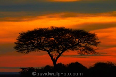 acacia;acacia-tree;acacia-trees;acacias;Africa;break-of-day;dawn;dawning;daybreak;Etosha-N.P.;Etosha-National-Park;Etosha-NP;first-light;game-park;game-parks;game-reserve;game-reserves;morning;Namibia;national-park;national-parks;orange;Southern-Africa;sunrise;sunrises;sunup;tree;trees;twilight;wildlife-park;wildlife-parks;wildlife-reserve;wildlife-reserves