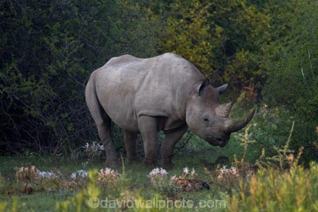 Africa;animal;animals;black-rhinoceros;Diceros-bicornis;Etosha-N.P.;Etosha-National-Park;Etosha-NP;game-park;game-parks;game-reserve;game-reserves;hook-lipped-rhinoceros;hook_lipped-rhinoceros;mammal;mammals;Namibia;national-park;national-parks;rhino;rhinoceros;rhinoceroses;rhinocerotes;rhinos;Southern-Africa;wildlife;wildlife-park;wildlife-parks;wildlife-reserve;wildlife-reserves