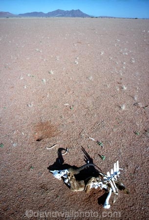 national-park;Namibia;namibian;Southern-Africa;Africa;African;plain;plains;landscape;sand;sand-dune;sand-dunes;dune;dunes;sparse;empty;desert;deserted;bush;bushes;africa;african;wilderness;sandy;vast;barren;desolate;desolation;dried;dry;outdoor;outdoors;outside;surface;surfaces;skeleton;skeletons;bone;bones;sun-bleached;dead;thirst;thirsty;dry;arid;parched