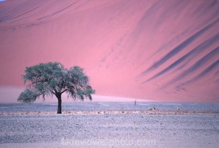 Namib_Naukluft-National-Park;National-Park;Namibia;namibian;Southern-Africa;Africa;african;plain;plains;landscape;sand;sand_dune;sand_dunes;sand-dune;sand-dunes;dune;dunes;sparse;empty;desert;deserts;deserted;africa;african;wilderness;sandy;sand;sands;vast;barren;desolate;desolation;solitude;solitary;dried;dry;outdoor;outdoors;outside;surface;surfaces;tree;single;solo;trees;red