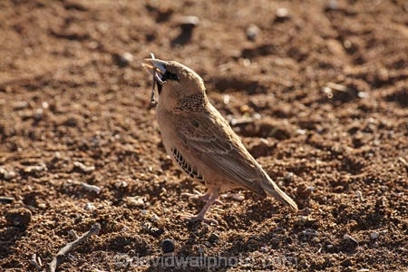 karas;karas-region;Africa;African;animal;animals;avian;bird;bird-spotting;bird-watching;bird_watching;birds;eco-tourism;eco_tourism;ecotourism;Fauna;Keetmanshoop;Mesosaurus-Camp;Mesosaurus-Fossil-Camp;Namibia;Natural;Nature;Ornithology;Philetairus-socius;Sociable-Weaver;Sociable-Weavers;Social-Weaver;Social-Weavers;Southern-Africa;wild;wildlife
