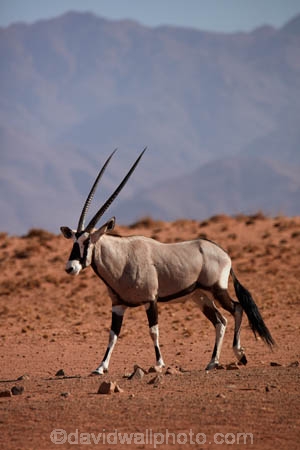 Africa;african;Animal;Animals;Antelope;Antelopes;arid;desert;deserts;dry;expanse;Gemsbok;gemsboks;hot;Mammal;Mammals;Namib-Desert;Namib-Rand;Namib-Rand-Nature-Reserve;Namibia;NamibRand;NamibRand-Nature-Reserve;NamibRand-Reserve;natural;Nature;NRNR;orange-sand;Oryx;oryx-gazella;oryxes;oryxs;remote;remoteness;reserve;reserves;safari;safaris;sand;sandy;Southern-Africa;Southern-Namibia;Wild;wilderness;Wildlife