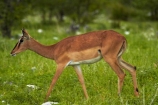 Aepyceros-melampus;Aepyceros-melampus-petersi;Africa;animal;animals;antelope;antelopes;black-faced-impala;black-faced-impalas;black_faced-impala;black_faced-impalas;blackfaced-impala;blackfaced-impalas;Etosha-N.P.;Etosha-National-Park;Etosha-NP;female;females;game-park;game-parks;game-reserve;game-reserves;game-viewing;impala;impalas;mammal;mammals;Namibia;national-park;national-parks;Southern-Africa;wildlife;wildlife-park;wildlife-parks;wildlife-reserve;wildlife-reserves