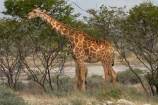 Africa;Angolan-giraffe;animal;animals;Etosha-N.P.;Etosha-National-Park;Etosha-NP;game-park;game-parks;game-reserve;game-reserves;Giraffa-camelopardalis;Giraffa-camelopardalis-angolensis;giraffe;giraffes;mammal;mammals;Namibia;national-park;national-parks;Southern-Africa;wildlife;wildlife-park;wildlife-parks;wildlife-reserve;wildlife-reserves
