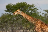 Africa;Angolan-giraffe;animal;animals;Etosha-N.P.;Etosha-National-Park;Etosha-NP;game-park;game-parks;game-reserve;game-reserves;Giraffa-camelopardalis;Giraffa-camelopardalis-angolensis;giraffe;giraffes;mammal;mammals;Namibia;national-park;national-parks;Southern-Africa;wildlife;wildlife-park;wildlife-parks;wildlife-reserve;wildlife-reserves
