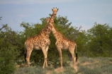 Africa;Angolan-giraffe;animal;animals;Etosha-N.P.;Etosha-National-Park;Etosha-NP;game-park;game-parks;game-reserve;game-reserves;Giraffa-camelopardalis;Giraffa-camelopardalis-angolensis;giraffe;giraffes;mammal;mammals;Namibia;national-park;national-parks;Southern-Africa;wildlife;wildlife-park;wildlife-parks;wildlife-reserve;wildlife-reserves