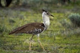 Africa;animal;animals;Ardeotis-kori;avian;bird;bird-spotting;bird-watching;bird_watching;birds;eco-tourism;eco_tourism;ecotourism;Etosha-N.P.;Etosha-National-Park;Etosha-NP;Fauna;game-park;game-parks;game-reserve;game-reserves;Kori-Bustard;mammal;mammals;Namibia;national-park;national-parks;Natural;Nature;Ornithology;Southern-Africa;wild;wildlife;wildlife-park;wildlife-parks;wildlife-reserve;wildlife-reserves