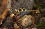 Africa;animal;animals;Arachnida.;dangerous;Etosha-N.P.;Etosha-National-Park;Etosha-NP;game-park;game-parks;game-reserve;game-reserves;mammal;mammals;Namibia;national-park;national-parks;poisonous;predatory-arthropod;scorpion;Scorpiones;scorpions;Southern-Africa;venomous;wildlife;wildlife-park;wildlife-parks;wildlife-reserve;wildlife-reserves