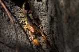 Africa;animal;animals;Arachnida.;dangerous;Etosha-N.P.;Etosha-National-Park;Etosha-NP;game-park;game-parks;game-reserve;game-reserves;mammal;mammals;Namibia;national-park;national-parks;poisonous;predatory-arthropod;scorpion;Scorpiones;scorpions;Southern-Africa;venomous;wildlife;wildlife-park;wildlife-parks;wildlife-reserve;wildlife-reserves